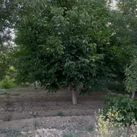 معاوضه باغ با اپارتمان|فروش زمین و ملک کلنگی|اصفهان, خانه اصفهان|دیوار