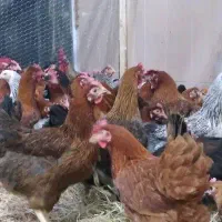 باروک و خروس محلی