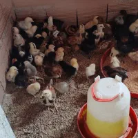 فروش جوجه محلی و پاپربرهما اصلی  3 روزه و 10 روزه