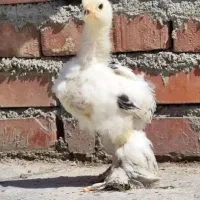 جوجه مرغ برهما محلی لاری قوغاز  ۵ روزه و ۱ ماهه
