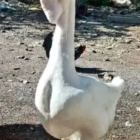 قوغاز لیندا اصل