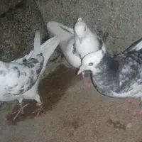 ۳عدد کبوتر خوب کاشانی 250 شازده 200 طوقی 250|پرنده|مسجد سلیمان, |دیوار