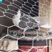 کفتر جفت ساده اتیشی وساده سیاه|پرنده|رضویه, |دیوار