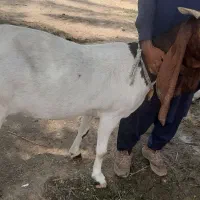 گوسفند|حیوانات مزرعه|قلعه گنج, |دیوار