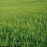 فروش-زمین-باغی