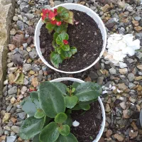 گلهای طبیعی یشم واگلونما کاکتوس صخرهای|گل و گیاه طبیعی|بندر انزلی, کلیور|دیوار