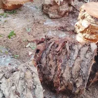 فروش چوب نخل