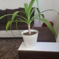 وسایل خونه|مبلمان خانگی و میز عسلی|بروجرد, |دیوار