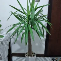 گیاه یوکا تنه دار با گلدان سرامیکی