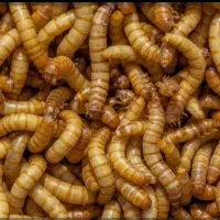 تولید و عرضه مستقیم کرم میلورم(اولین بار در منطقه)|خزنده|مراغه, |دیوار