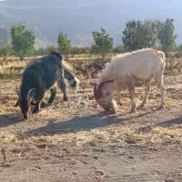 دوبر نر بز سانن