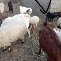 بز فروشی|حیوانات مزرعه|بم, |دیوار