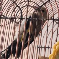 سره ماده مست پاجفتی دورگ درشت