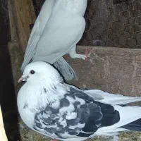 5عدد کبوتر سفید و دوکت