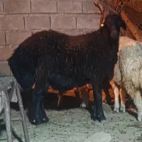 قوچ هموزیگوت
