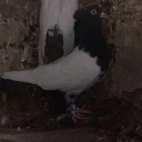 جفت‌ماده‌به‌شرط|پرنده|ساوه, |دیوار