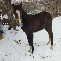 اسب ترکمن|اسب و تجهیزات اسبسواری|خوی, |دیوار