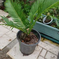 سیکاس|گل و گیاه طبیعی|کوچصفهان, |دیوار