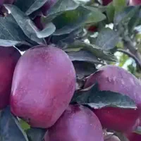 خریدار سیب فرانسه به بالاترین قیمت