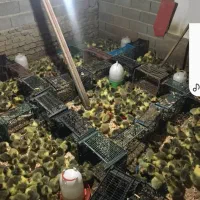 جوجه غاز تعداد بالا ****