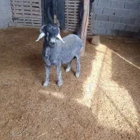 بره نر سبک وزن پشم چیده شده و گله ای