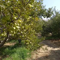 باسلام باغ سیب زرد اجاره داده میشود