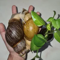 حلزون نژاد آچاتینا