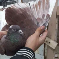 کفتر پرشی|پرنده|گلستان (تهران), |دیوار