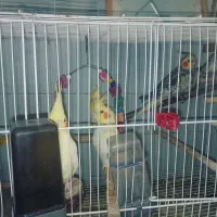 عروس هلندی همه زیر قیمت