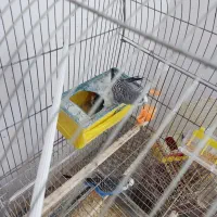 مرغ عشق مولد قفسی|پرنده|قم, شهرک قدس|دیوار