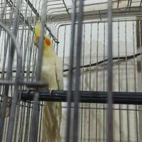 نر لوتینو یه ماده|پرنده|آران و بیدگل, |دیوار