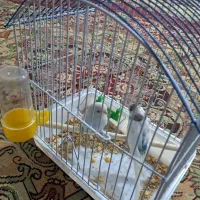 پرنده|پرنده|اهواز, فاز ۲ پادادشهر|دیوار