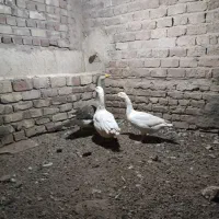 غاز|حیوانات مزرعه|رفسنجان, |دیوار