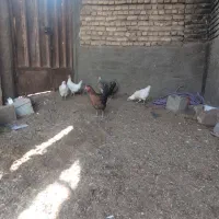 مرغ بومی|حیوانات مزرعه|اصفهان, زاجان|دیوار