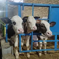 سه راس گوساله نرسیمینتال سوپرلوکس