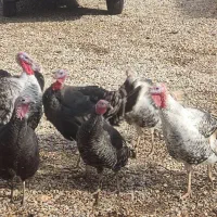 فروش بوقلمون نر