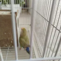 جفت برزیلی بالغ|پرنده|اصفهان, شفق|دیوار