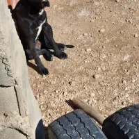 توله پیت بول مشکی اصیل|سگ|شاهینشهر, بوستان حافظ|دیوار