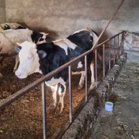فروش دو عدد گوساله سمینتال