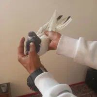 سه عدد تهرانی درجه یک|پرنده|بروجرد, |دیوار