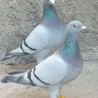 کفتر آلمانی