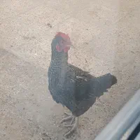 خروس محلی|حیوانات مزرعه|رباط‌کریم, شترخوار|دیوار