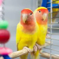 فروش انواع طوطی برزیلی رام و دستی مغازه معتبر|پرنده|تهران, پونک|دیوار