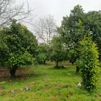 فروش زمین باغی ۱۰۰۰ متر با چشم انداز کوه و دریا