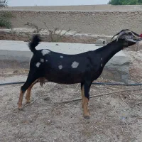 کهره اغوس چهار ماه به بالا