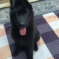 توله ژرمن بلک