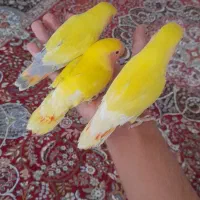 طوطی کوتوله دستی|پرنده|یزد, |دیوار