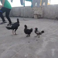 مرغ و خروس|حیوانات مزرعه|مشهد, کریم آباد|دیوار