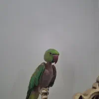 ملنگو نر