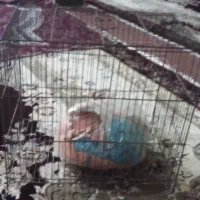 قفسه پرنده و تعدادی وسایل